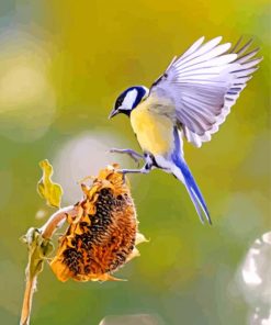 Blue tit On Sunflower Paint By Number