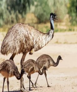 Emu With Chicks Paint By Numbers