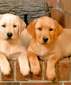 Golden Border Collies Puppies Paint By Number