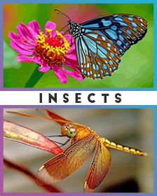 Insects