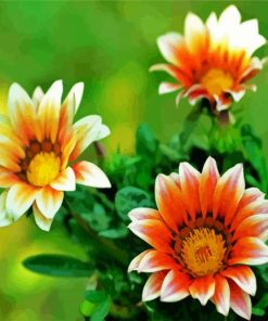 Orange White Gazania Flowers Paint By Numbers