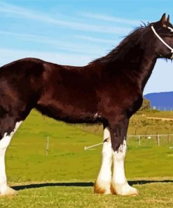 The Shire Dark Brown Horse Paint By Numbers