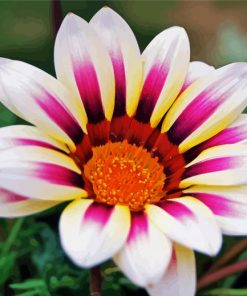 ²White Purple Gazania Paint By Numbers