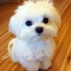 White Bichon Frise paint by number