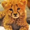 Adorable Cheetah paint by number