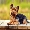 Adorable yorkie dog paint by number