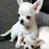 Aesthetic White Chihuahua paint by number