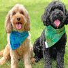 Beige And Black-Cavoodle Paint By Number