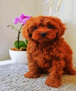 Brown Cavoodle paint by number