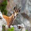 Chamois animal paint by number