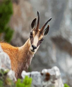 Chamois animal paint by number