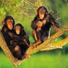 Chimpanzee Famiily paint by number