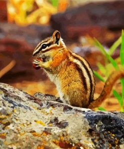 Chipmunk eating paint by number