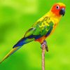 Conure Bird paint by number