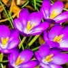 Purble Crocus paint by number