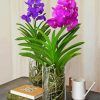 Purple And Pink Vanda Flowers Paint By Numbers