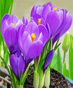 Purble Crocus Flowers paint by number