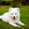 Samoyed Dog Paint By Number