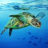 Sea Turtle Swimming In The Water paint by number