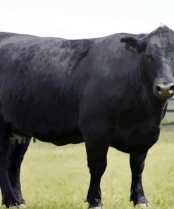 Aberdeen Angus paint by number