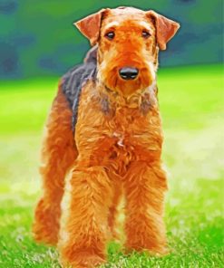 Airedale Terrier Brown Dog paint by numbers