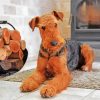 Airedale Terrier Dog paint by numbers