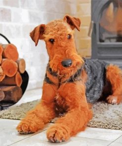 Airedale Terrier Dog paint by numbers