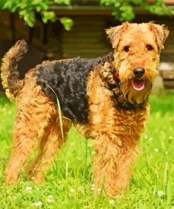 Airedale Terrier Dogs paint by numbers