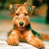 Airedale Terrier paint by numbers