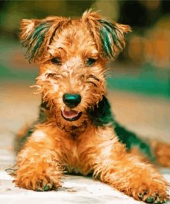 Airedale Terrier paint by numbers