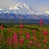 Alaska Denali Mountain paint by number