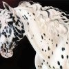 Appaloosa Horse Head paint by number