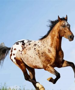 Appaloosa Horse Running paint by number