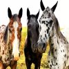 Appaloosa Horses paint by number