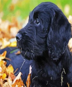 Australian Labradoodle paint by number