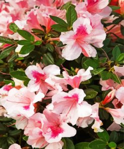 Azaleas Pink Flowers paint by number