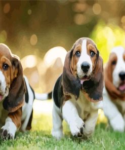 Basset Hound Puppies Dogs paint by number