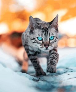 Bengal Cat Blue Eyes paint by number