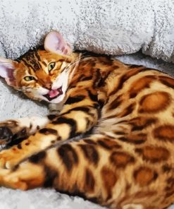 Bengal Cat Pet paint by number