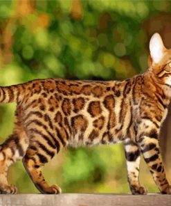 Bengal Cat paint by number