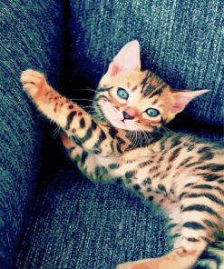 Bengal Kitten paint by number