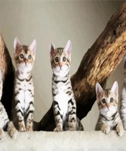 Bengal Kitties paint by number