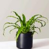 Birds Nest Fern Plant paint by number