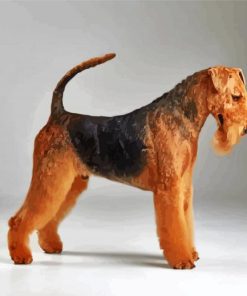 Black And Brown Airedale Terrier paint by Numbers