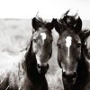 Black And White Brumbies paint by numbers