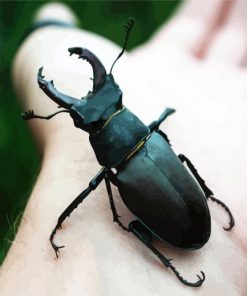 Black Beetle On Hand paint by number