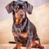 Black Brown Chiweenie paint by number