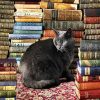 Black Cat Sitting Next To The Bookshelf paint by number