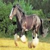 Black Shire Horse paint by number