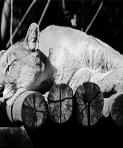 Black And White Cougar paint by number